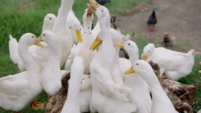Small group of white ducks competing for food at urban farmhouse. Duck farm owner feeding his flock of ducks at outdoor free range farm.