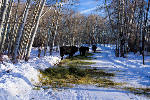 Side view of a herd of red and one black herd of cattle walking along snow covered ground in a winter rural landscape