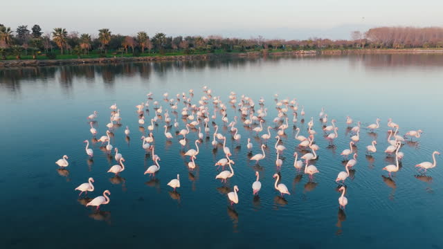 Close up aerial view of a flock of flamingos