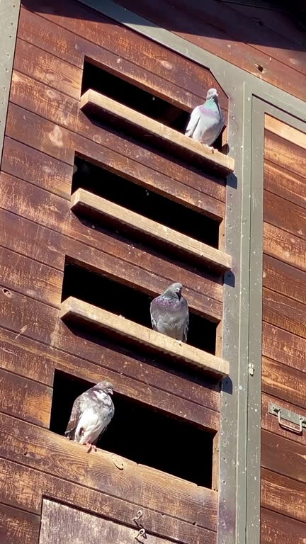 Pigeons in huge birdhouse