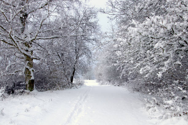 The tree by the side of the road with snow in November