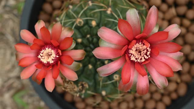 Time lapse of beautiful red flowers of Gymnocalycium baldianum cactus while blooming.