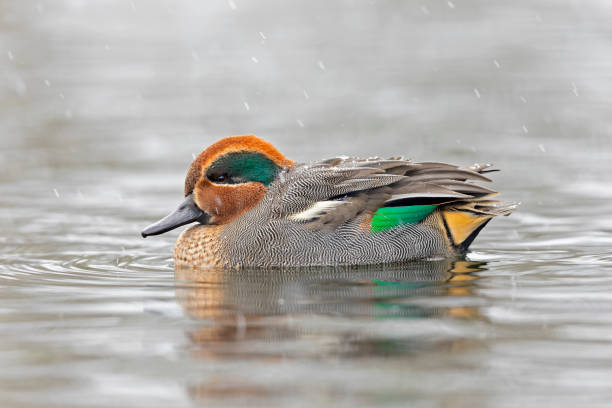 istock Eurasian teal (Anas crecca) swimming in a lake with snowfall. 1894873281