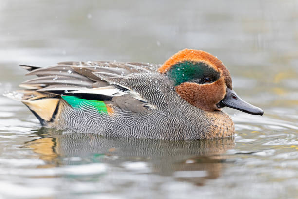 Eurasian teal (Anas crecca) swimming in a lake with snowfall.