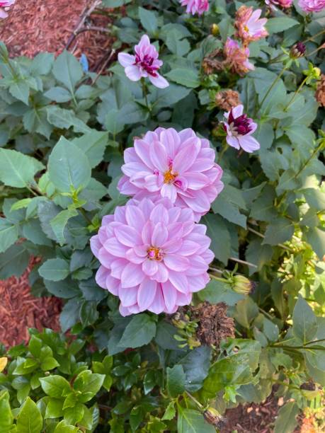 istock flowers, petals, nature, parks, leaves, growth pretty 1894876333