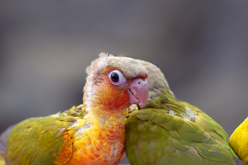 Pale Headed Rosella perched on a railing