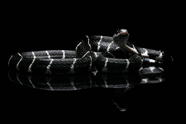 istock Black and white boiga snake on a black background 1894886738