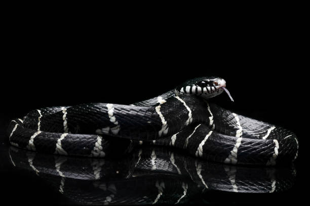 istock Black and white boiga snake on a black background 1894887778
