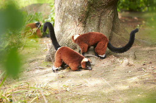 Red ruffed lemur in the natural background. forest