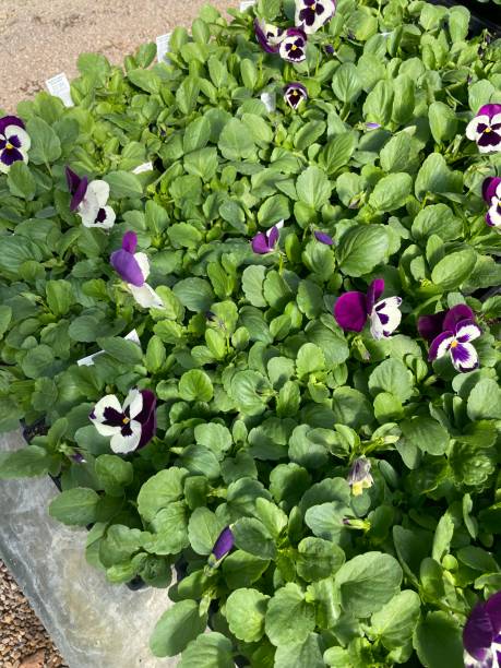 istock nursery,, flowers, foliage, trees, leaves, pumpkins 1894897204