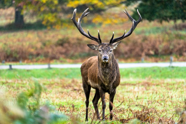 deer in richmond park deer in richmond park richmond park stock pictures, royalty-free photos & images