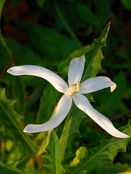 istock hippobroma longiflora plant 1894910857
