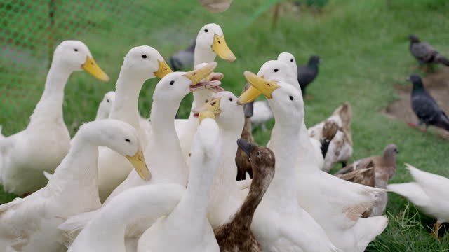 Slow motion small group of white ducks competing for food at urban farmhouse. Duck farm owner feeding his flock of ducks at outdoor free range farm.