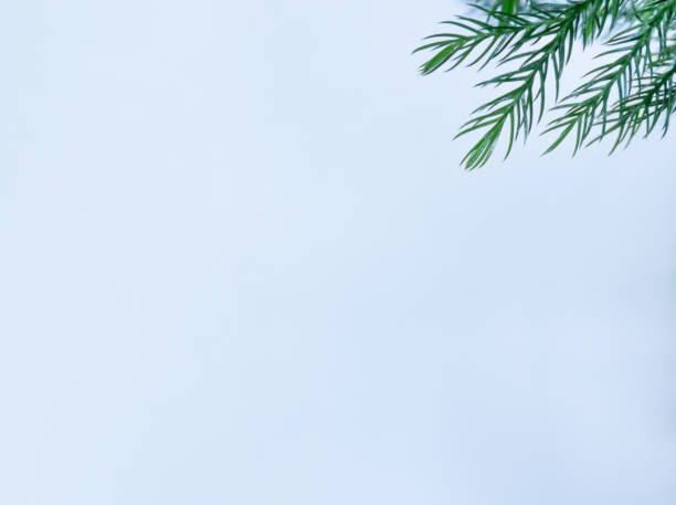 istock Elegant evergreen leaves against white background 1894916142