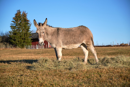 A gray donkey eats in the pasture in Skaraborg in Vaestra Goetaland in Sweden on a sunny day