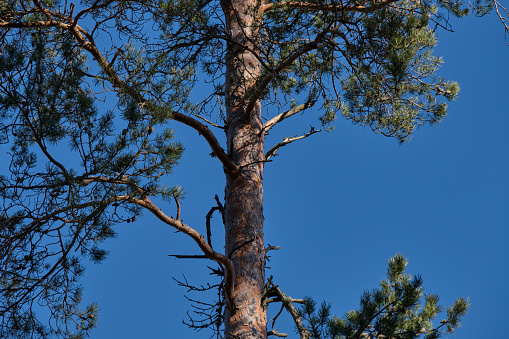 Pine tree against a clear blue sky in Bredebolet in Skaraborg in Vaestra Goetaland in Sweden in spring on a sunny day