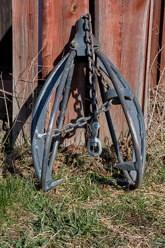 Horse logging tongs, logging tongs, horse logging pliers, logging pliers for tree trunks