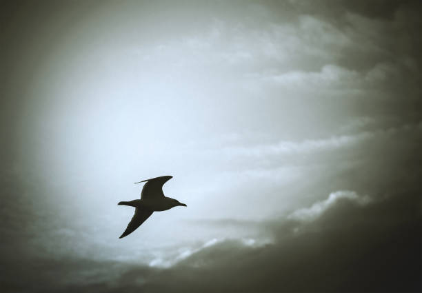 istock seagull lone bird flying in dramatic cloudy sky, monochrome 1894939385