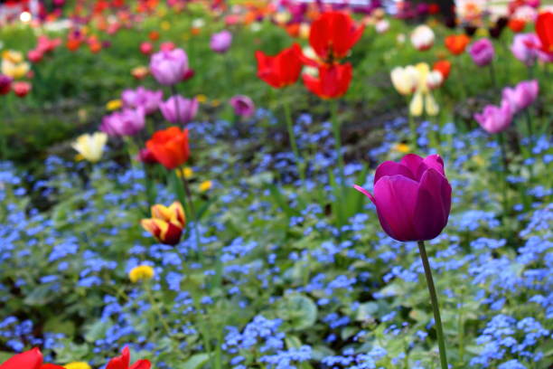Soft violet tulip flower on a blurred yellow background. Tulip field in spring. Colorful bright spring landscape. Natural floral background for design, cards, posters, Valentine's Day