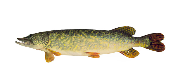 Pike Common fish (Esox Lucius) isolated