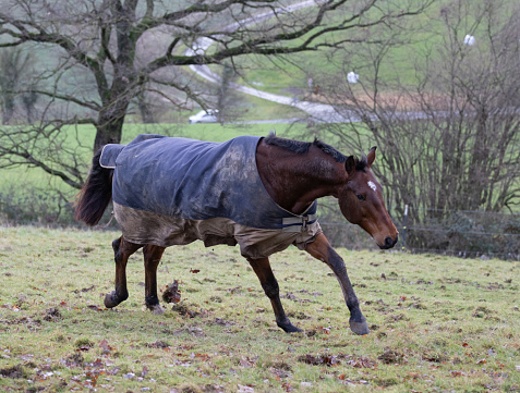 A brown Oldenburg gelding romping around on a winter pasture after the rain in the Kalletal