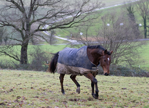 A brown Oldenburg gelding romping around on a winter pasture after the rain in the Kalletal