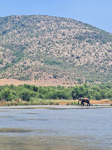 A Elephant looking for some fresh water in Pilanesberg National Park (ZAF)