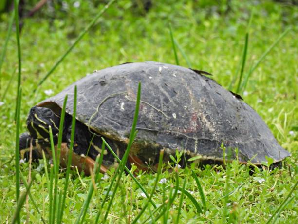 istock Florida Red-bellied Cooter (Pseudemys rubriventris) - resting in the grass 1894966255