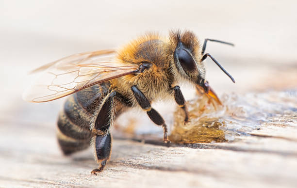 istock Simplicity in Nature: Bee's Poetic Presence on White 1894983575