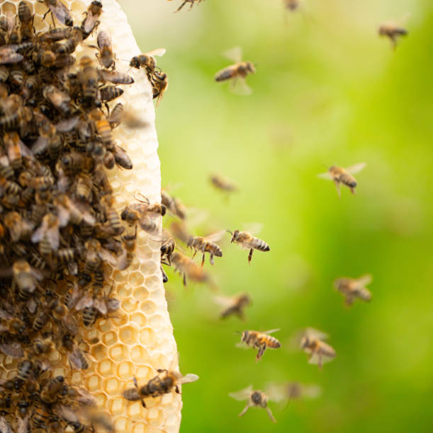 istock Busy Bees: Honeycomb Texture in Hive close up 1894983577