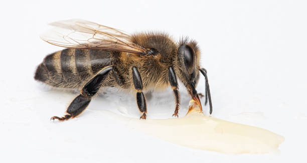 istock Nature's Beauty: The Intricate World of a Bee on a White Background 1894983585