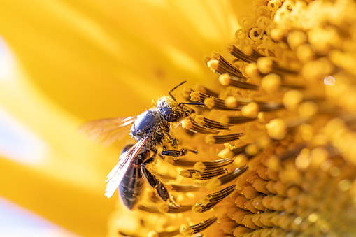 Selective Splendor: Bee on Sunflower in Macro View