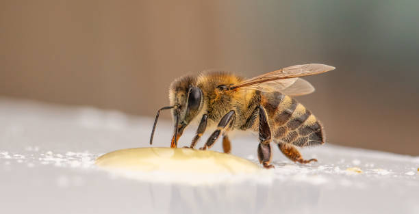 istock Nature's Beauty: The Intricate World of a Bee on a White Background 1894983594