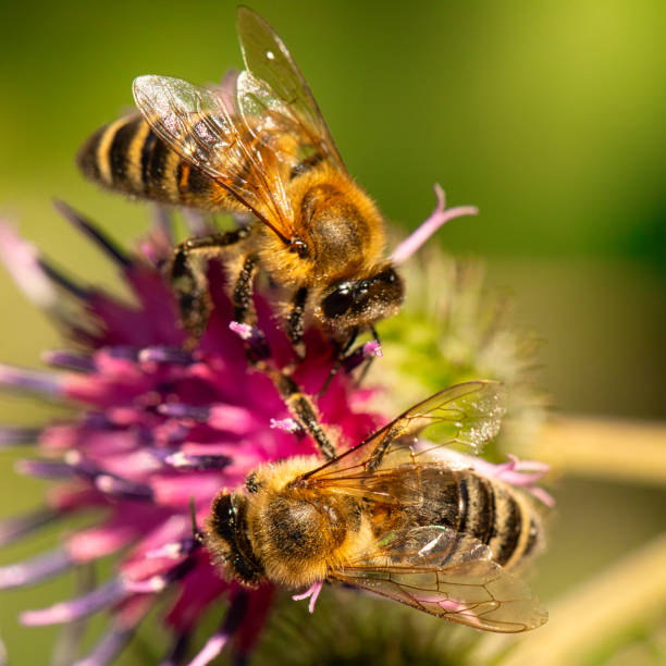 istock Bee Ballet: Exploring the Intricacies of Pollination on Burdock 1894983598