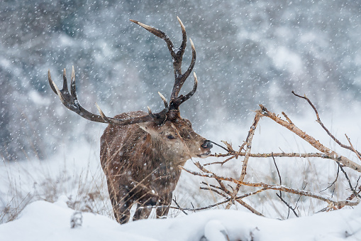 Group of noble deer in a snowy winter forest at sunset. Christmas fantasy image in blue, pink  and white color. Snowing.