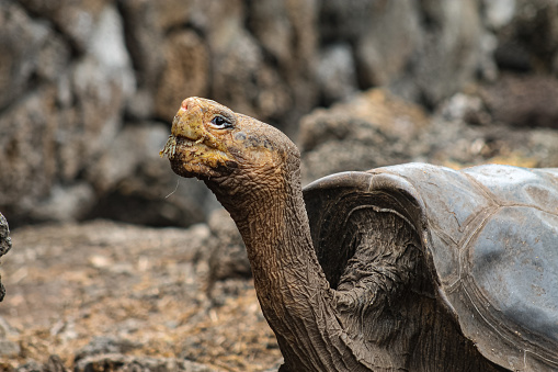 Giant Galápagos Tortoise roaming freely on the archipelago with our interference through tourism or human settlements