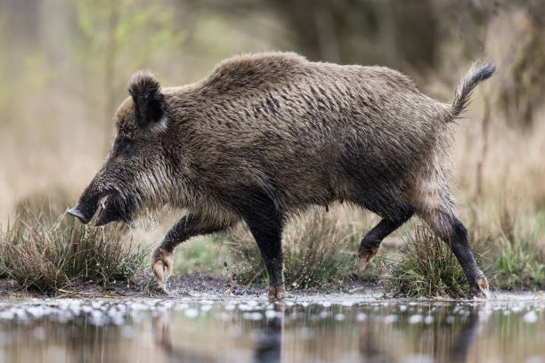 Wild boar female (Sus scrofa) crossing the lake, natural habitat, springtime.