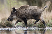 Wild boar (Sus scrofa), Eurasian wild pig.