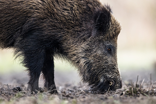 Wild boar male foraging in forest, natural habitat, springtime.