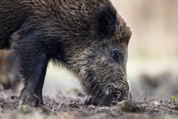 istock Wild boar (Sus scrofa), Eurasian wild pig. 1894987263
