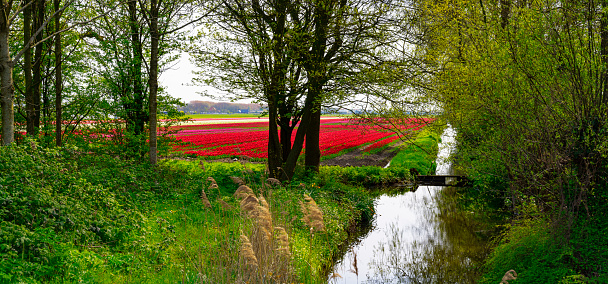 Colourful tulip fields in a Dutch polder with trees alongside and a ditch