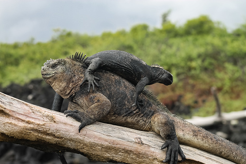 Galápagos Marine Iguana wild and free-roaming on the archipelago itself. These iguanas are the only amphibious lizard that feeds on the sea algae beneath the water