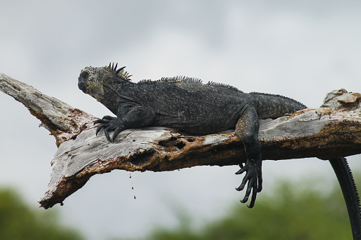 Galápagos Marine Iguana wild and free-roaming on the archipelago itself. These iguanas are the only amphibious lizard that feeds on the sea algae beneath the water