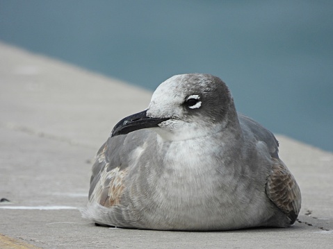 Laughing Gull - profile