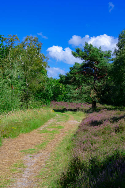 istock Heather in  the Dunes near Bergen, Netherlands. 1895026176