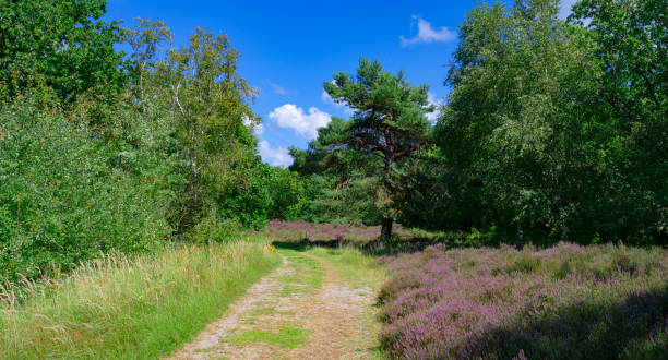 istock Heather in  the Dunes near Bergen, Netherlands. 1895026192