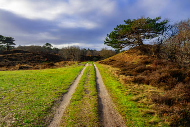 brezo en las dunas cerca de bergen, países bajos. - schoorl fotografías e imágenes de stock