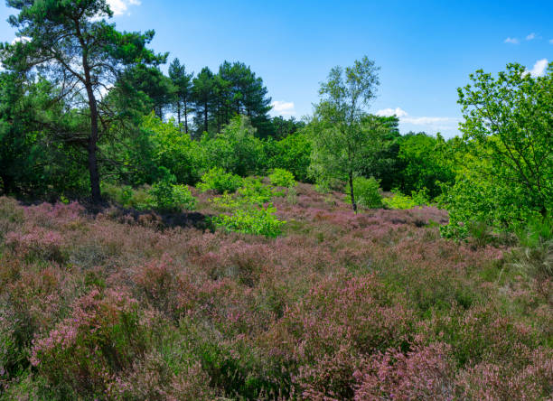 istock Heather in  the Dunes near Bergen, Netherlands. 1895027249