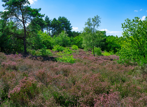 Field of purple heather in  the dunes near Bergen and Schoorl, Netherlands.