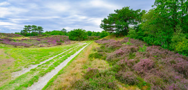 istock Heather in  the Dunes near Bergen, Netherlands. 1895029369